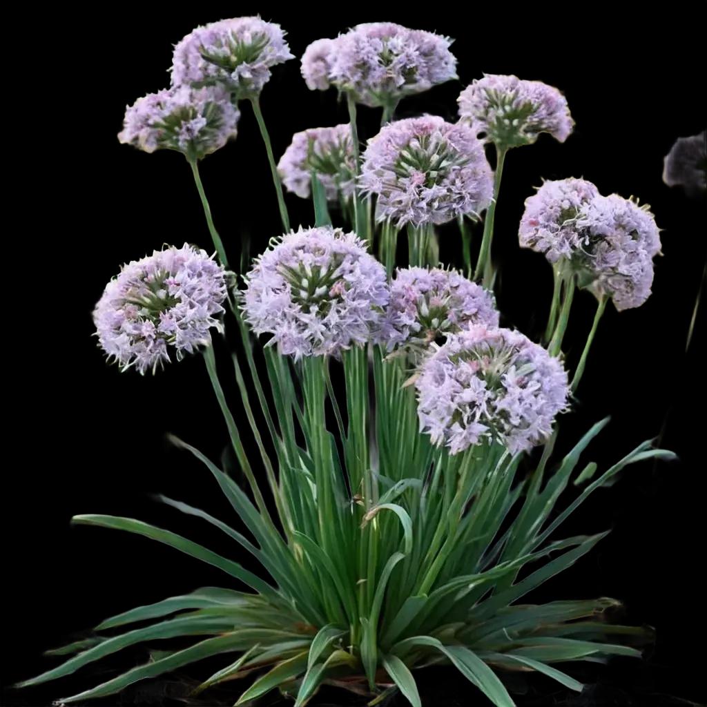 Bulbs