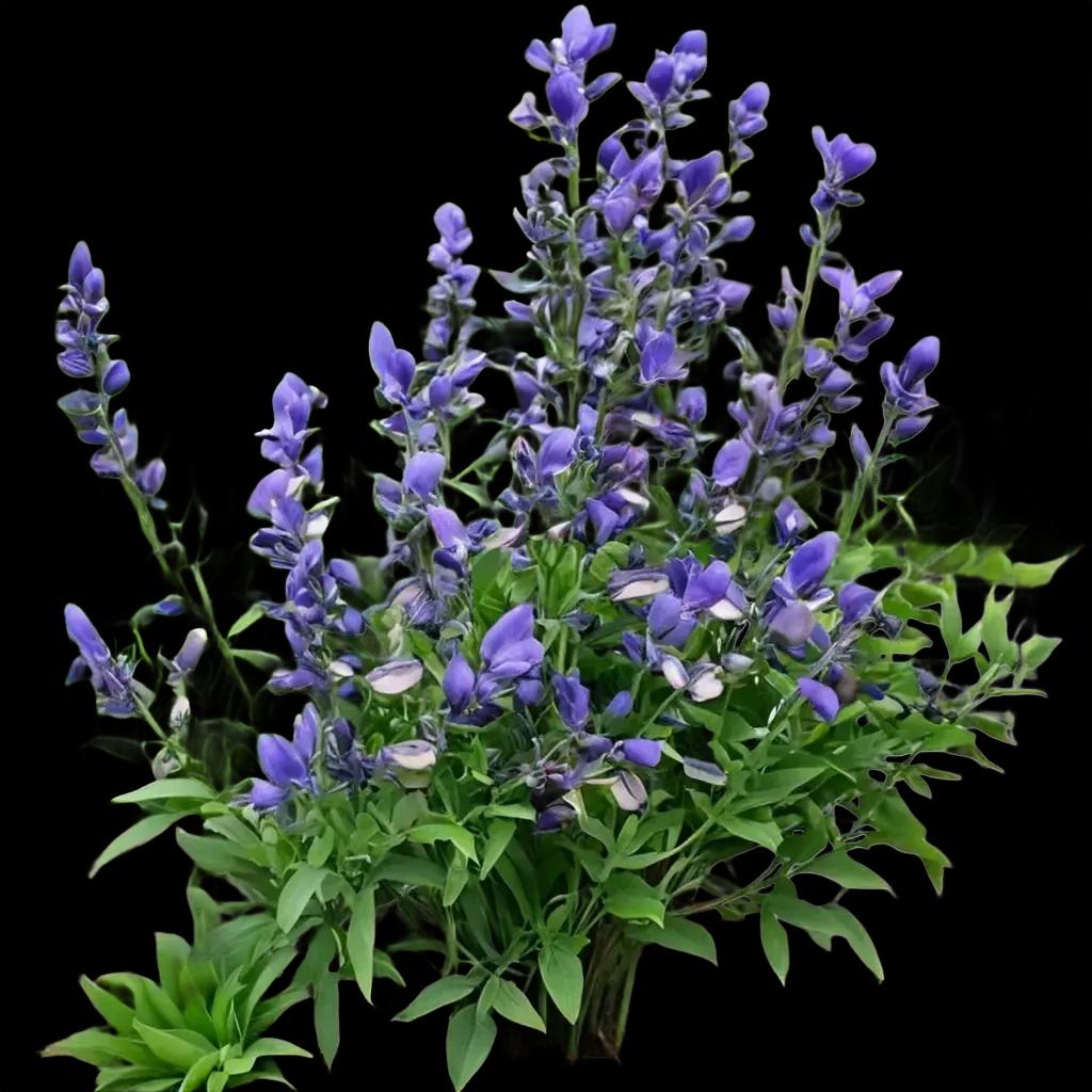 Perennial plants