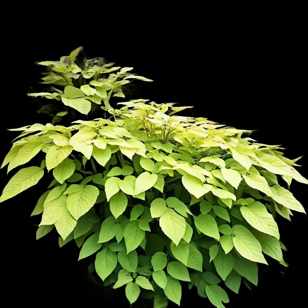 Shrubs
