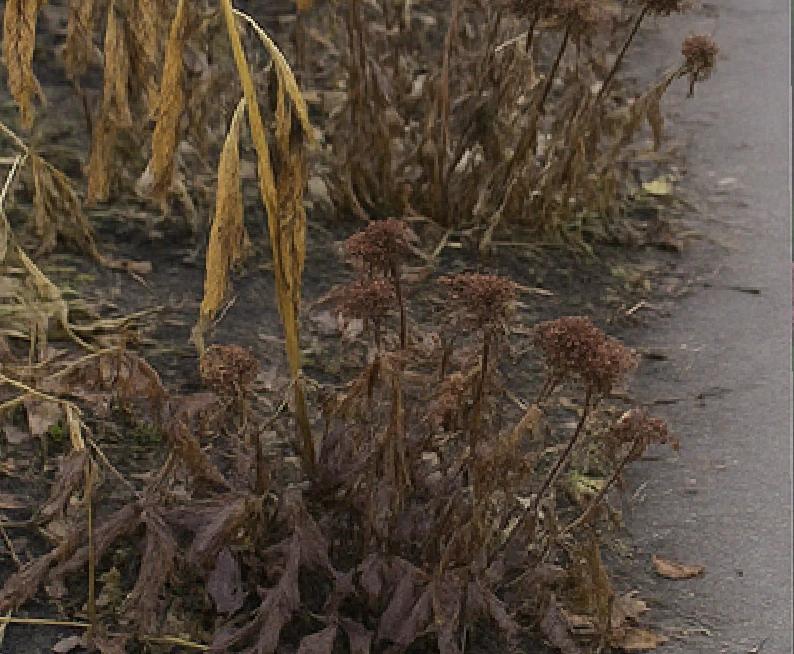 An overcrowded, struggling perennial bed
