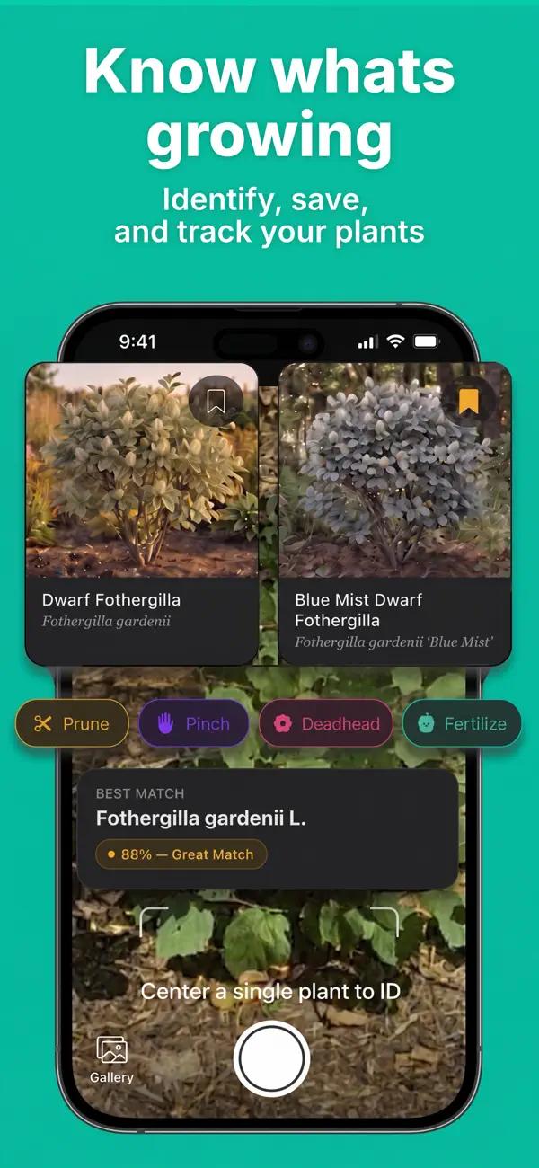 Plant identifier camera in the Sow app identifying a Fothergilla shrub with care actions
