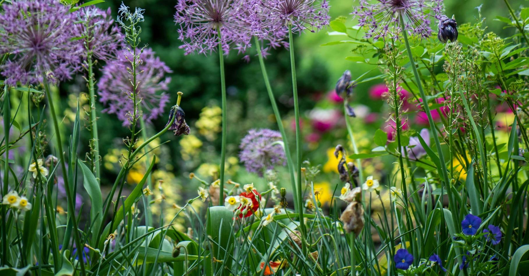 A layered ecological planting of alliums, bulbs, grasses, and flowering perennials