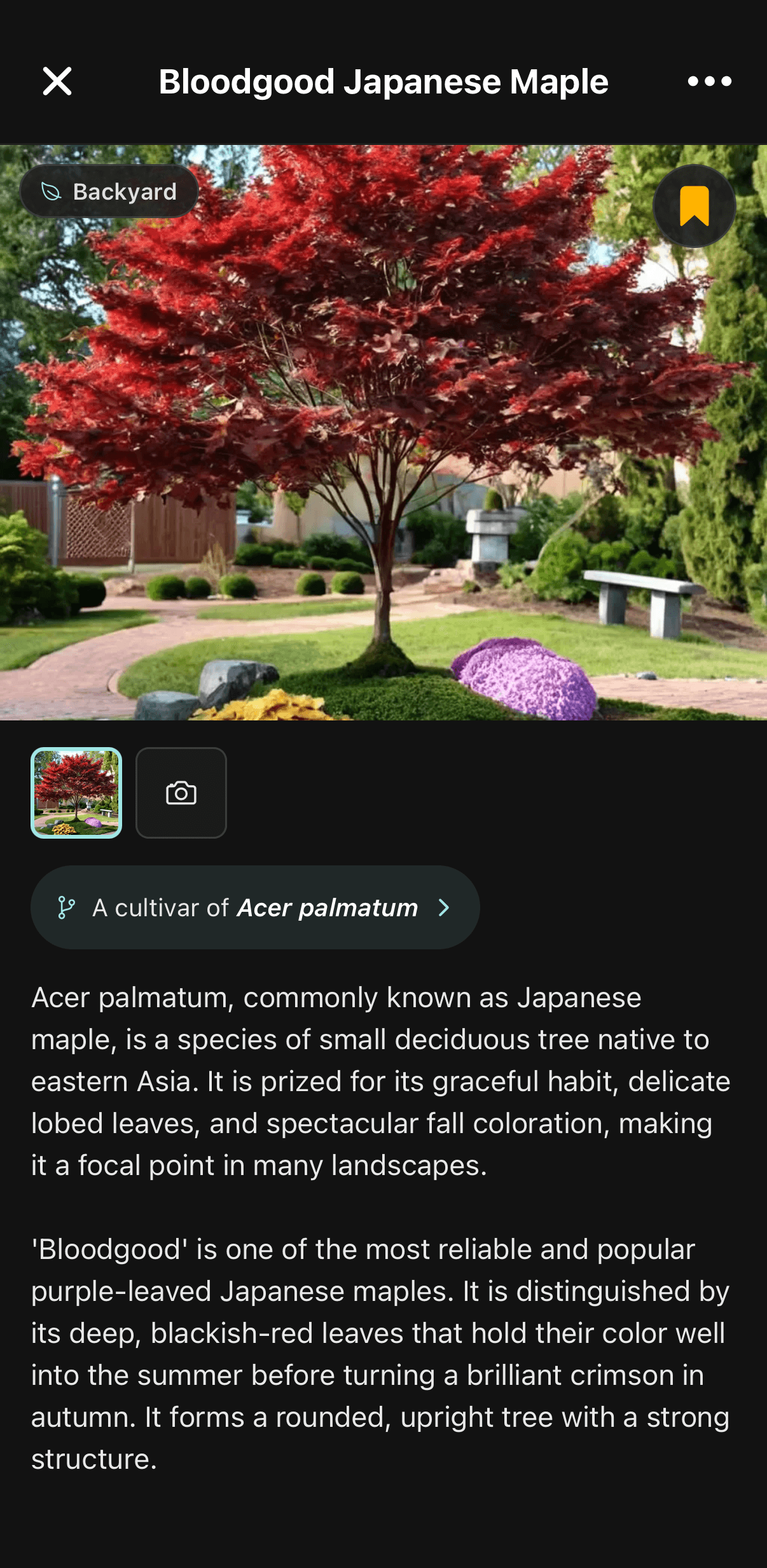 The Sow plant page for Bloodgood Japanese Maple, showing it as a cultivar of Acer palmatum with a botanical description.