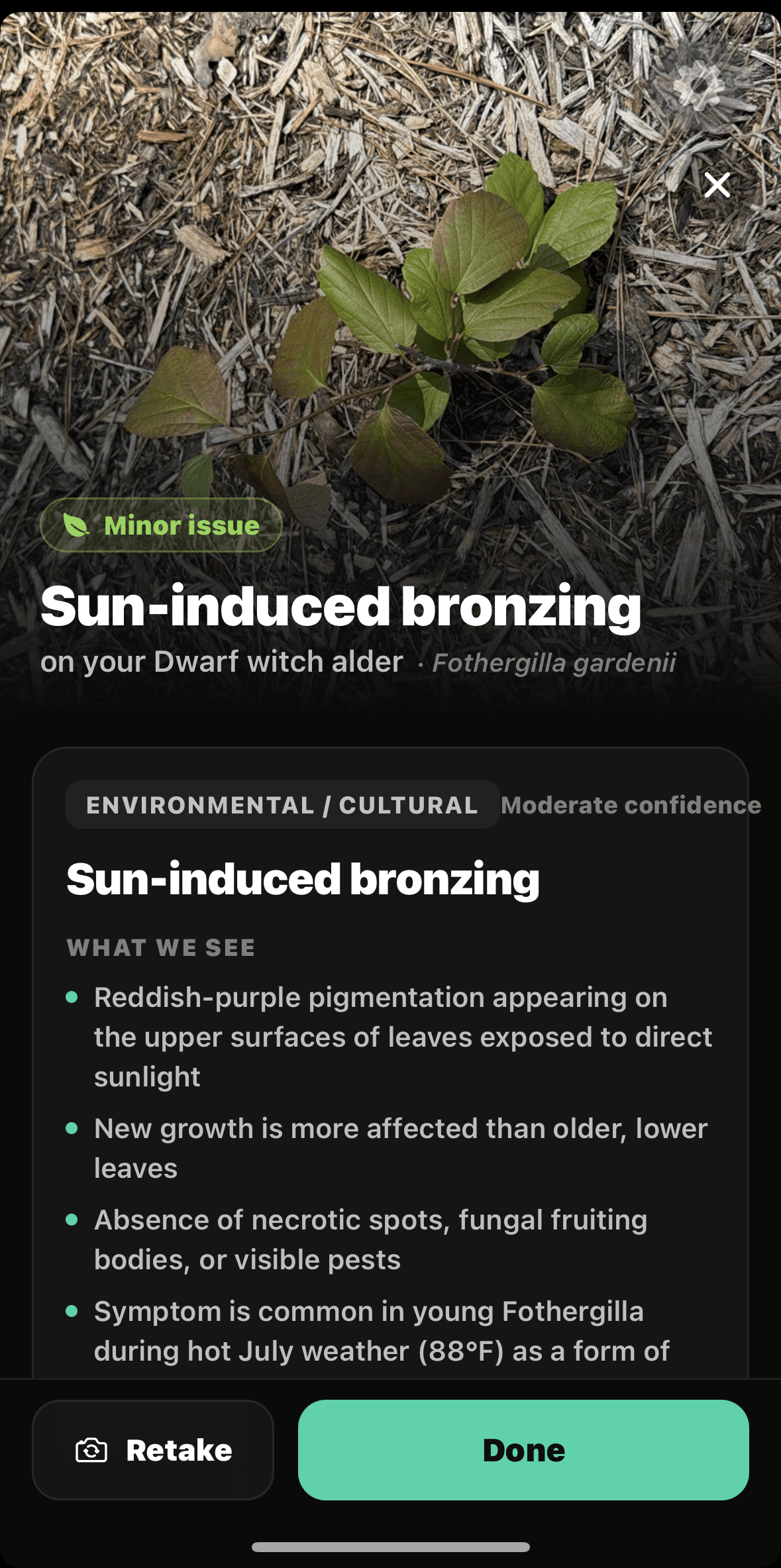 Sow’s Plant Doctor diagnosing sun-induced bronzing on a dwarf witch alder.