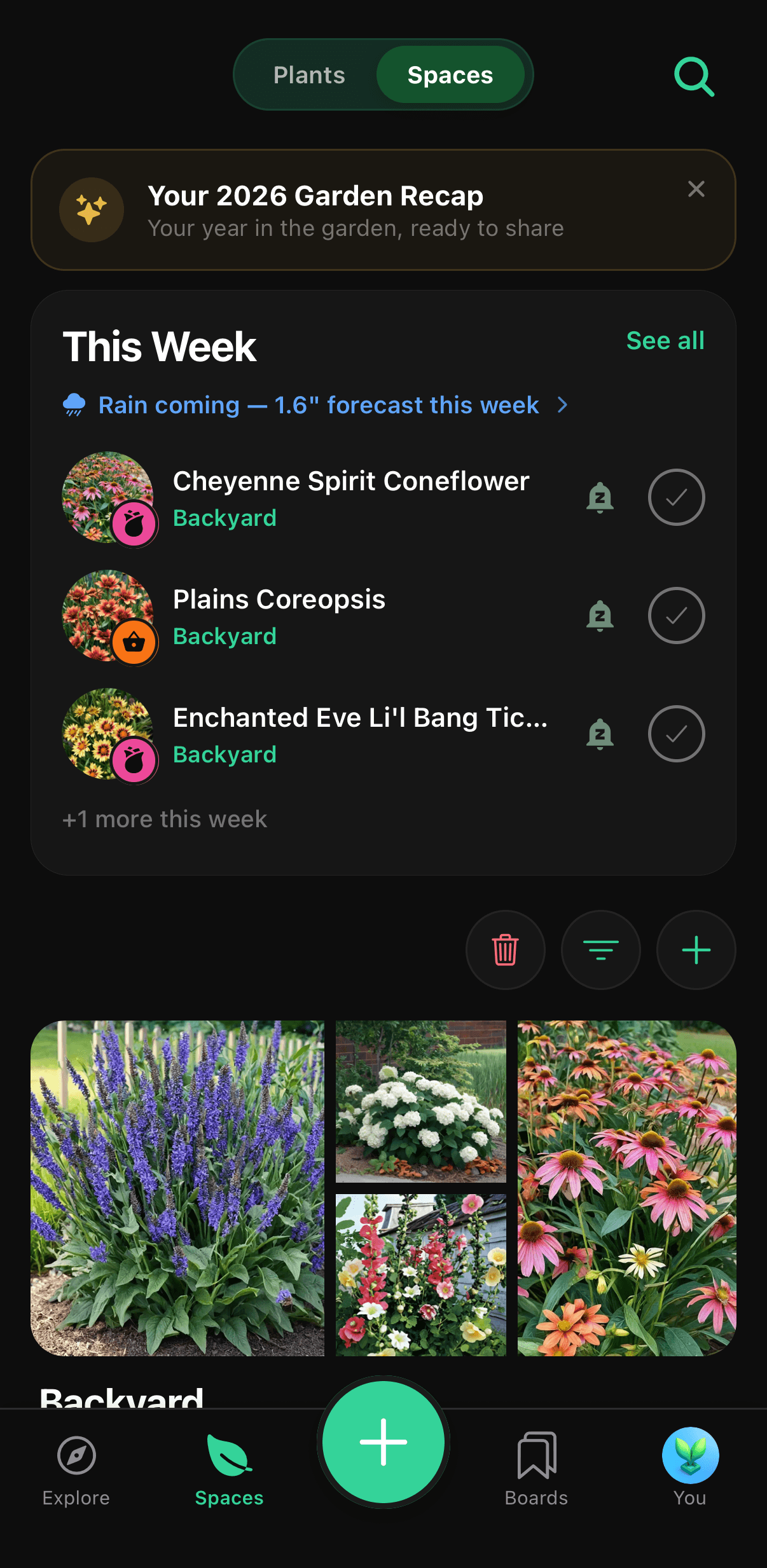 The Sow spaces screen showing this week’s plant care tasks and a rainfall forecast.