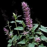 New Mexico Giant Hyssop