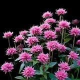 Marshall's Bee Balm