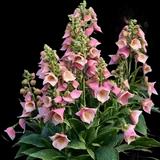 Arctic Fox Rose Foxglove