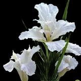 Immortality Tall Bearded Iris