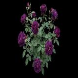 Twilight Zone Rose