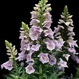 Camelot Lavender Foxglove