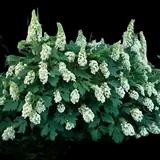 Snowflake Oakleaf Hydrangea