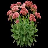 Autumn Joy Stonecrop