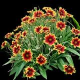 Blanket Flower