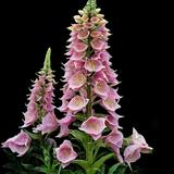 Common Foxglove
