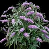 Butterfly Bush
