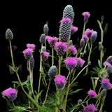 Purple Prairie Clover