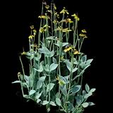 Giant Coneflower