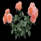 'Compassion' Climbing Rose