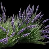 Grosso Lavender
