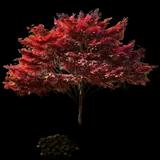 Bloodgood Japanese Maple