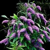Deluxe Butterfly Bush