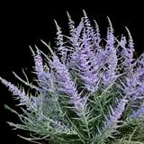 Blue Spire Russian Sage