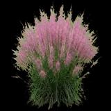 Pink Muhly Grass