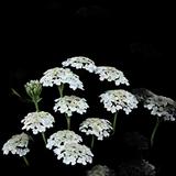 Common Yarrow