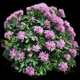 Catawba Rhododendron