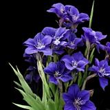 Ruffled Velvet Siberian Iris