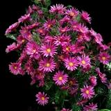 Crimson Brocade New England Aster