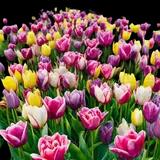 Tulip