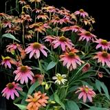 Cheyenne Spirit Coneflower