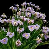 Pseudata Iris