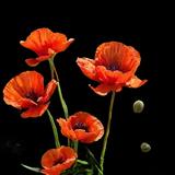 Brilliant Oriental Poppy