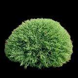 Mr Bowling Ball Arborvitae