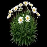 Snowcap Shasta Daisy