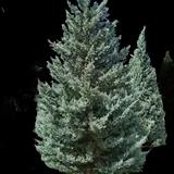 Arizona Cypress