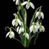 Snowdrop