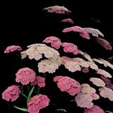 Common Yarrow