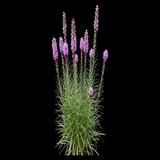 Dwarf Blazing Star