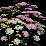 Summer Pastels Yarrow