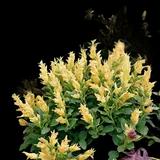 Anise Hyssop