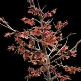 Diane Witch Hazel