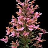 Kudos Ambrosia Anise Hyssop