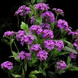 Rose Verbena