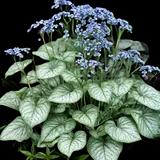 Siberian Bugloss