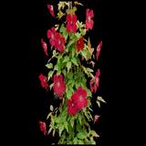 Burning Love Clematis