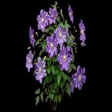 Tie Dye Clematis